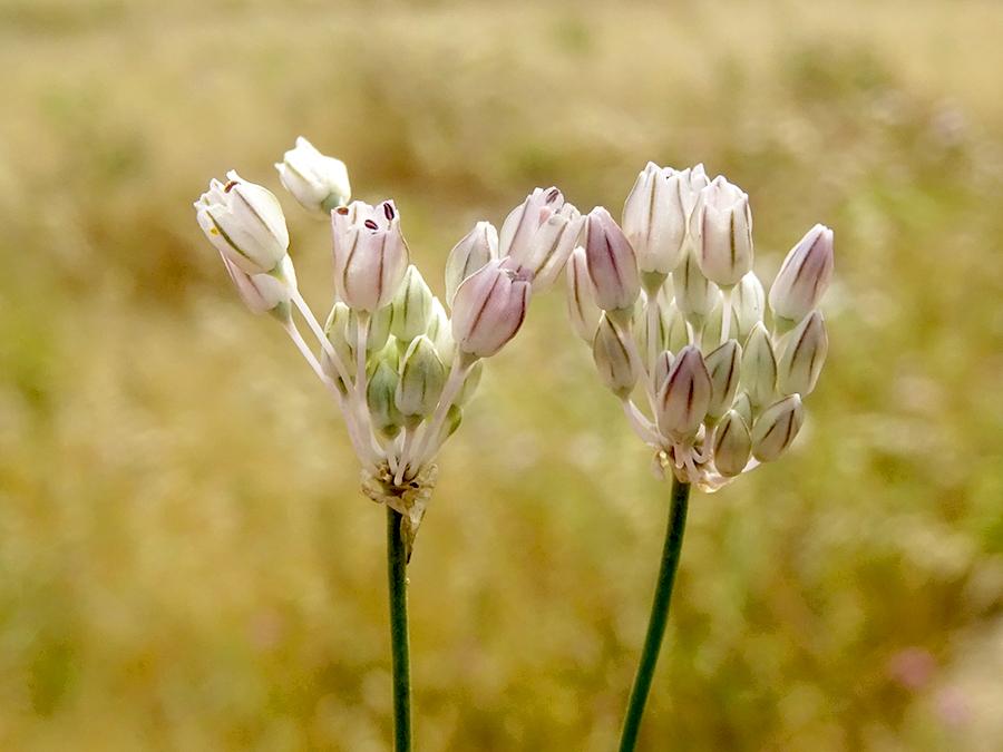<i>Allium obtusiflorum</i> Redouté