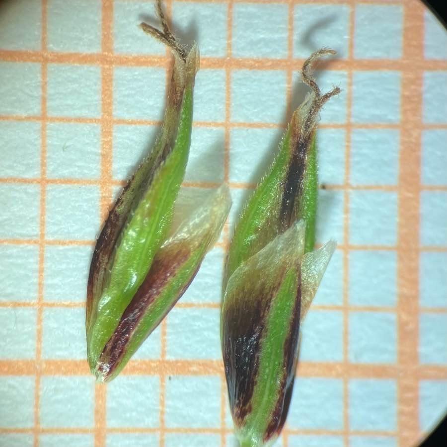 <i>Carex macrostachys</i> Bertol.