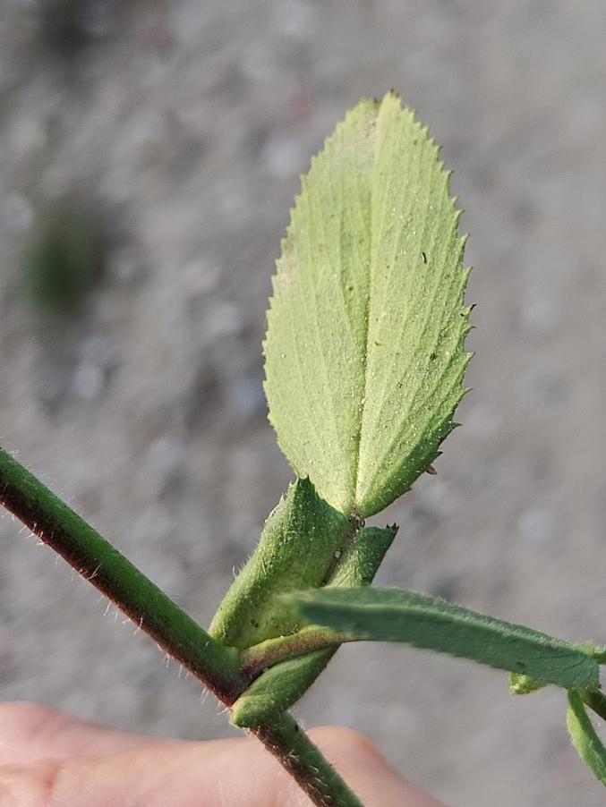 <i>Ononis alba</i> Poir. subsp. <i>alba</i>