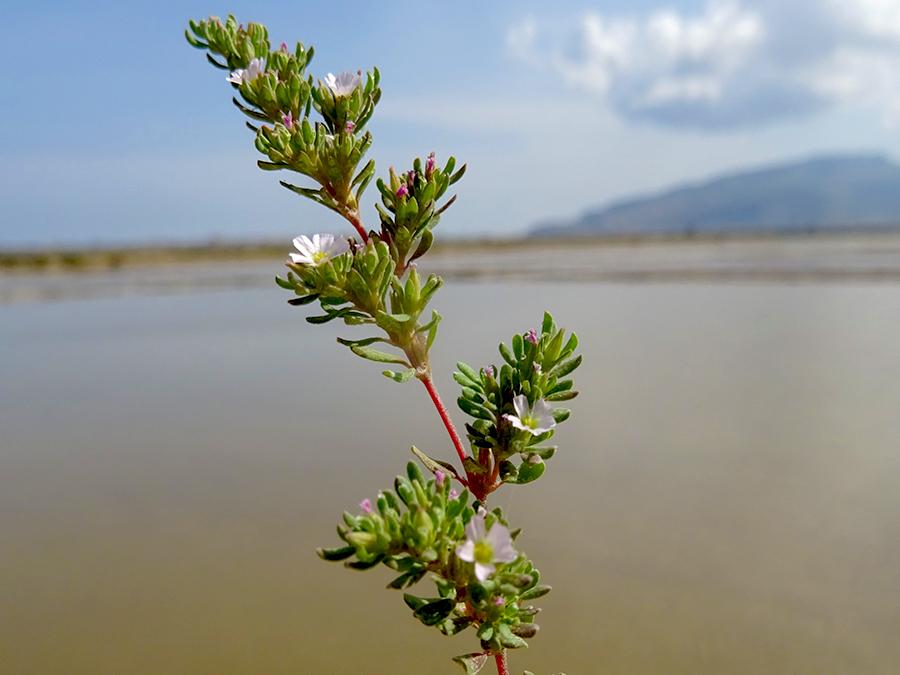 <i>Frankenia pulverulenta</i> L. subsp. <i>pulverulenta</i>