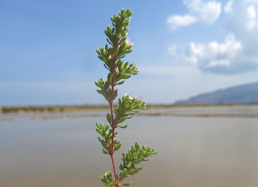 Frankenia-pulverulenta-L.-subsp.-pulverulenta.jpg