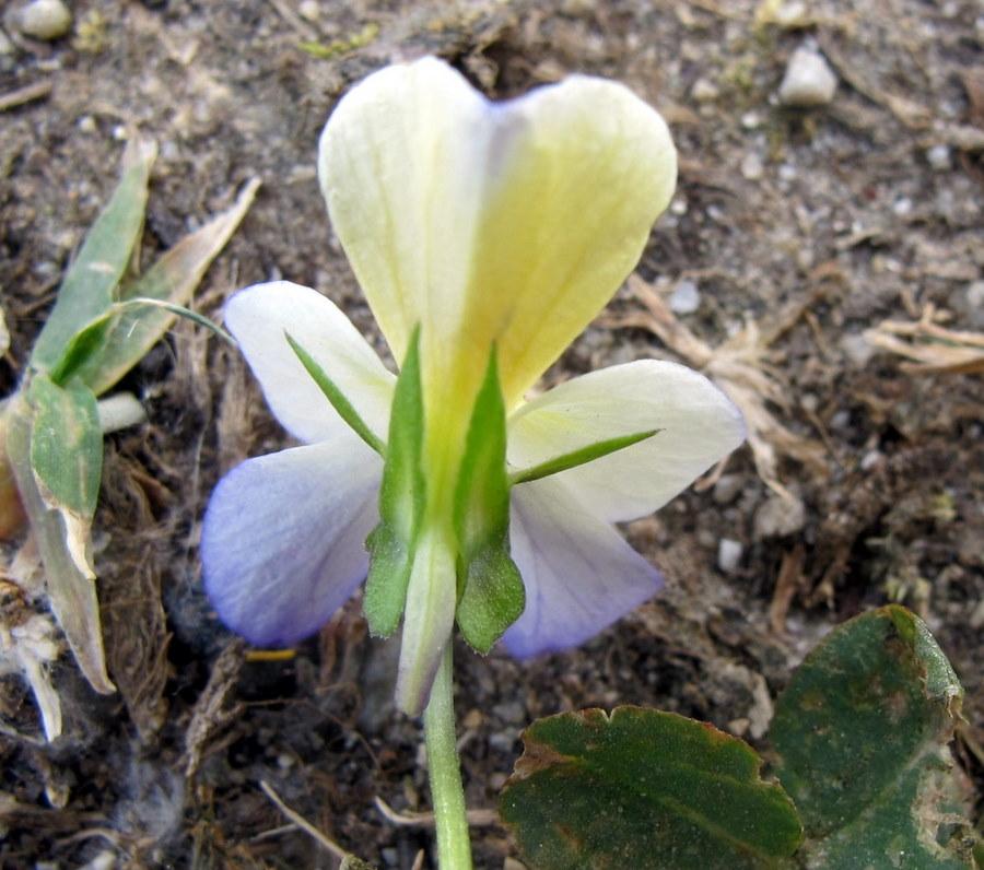 Viola_tricolor_L. - Violaceae - Viola del pensiero (9).JPG