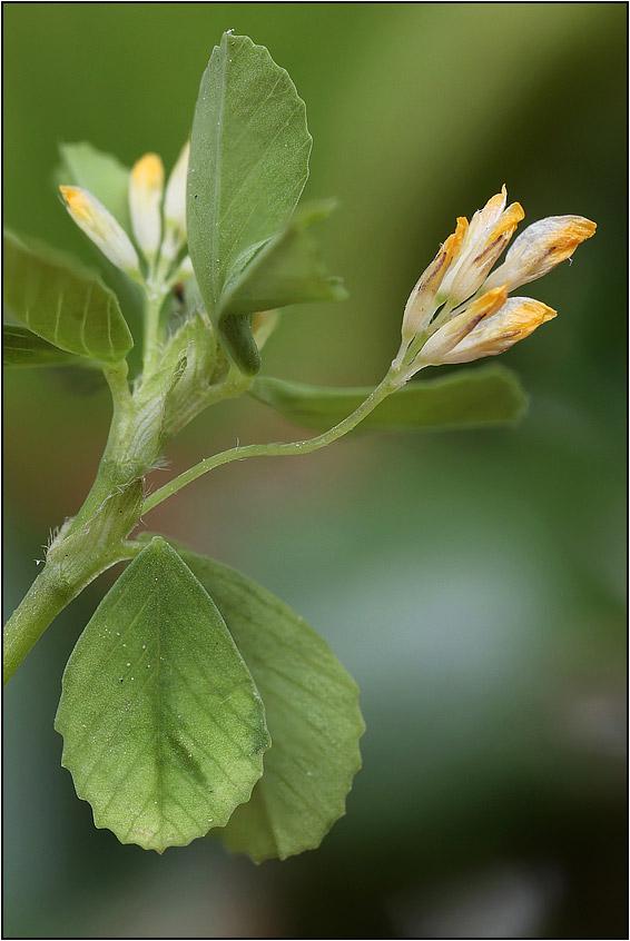<i>Trifolium micranthum</i> Viv.