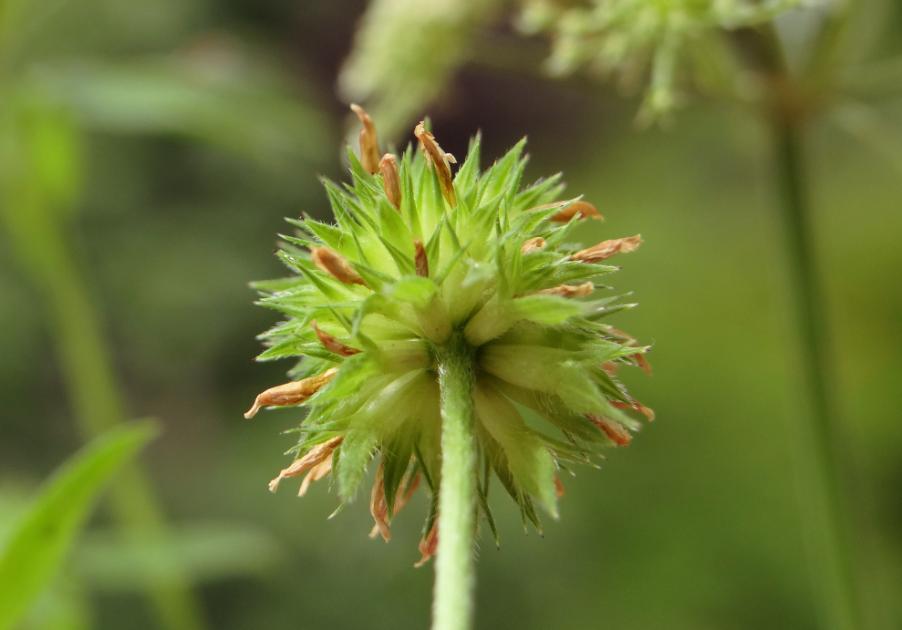 <i>Trifolium squamosum</i> L.