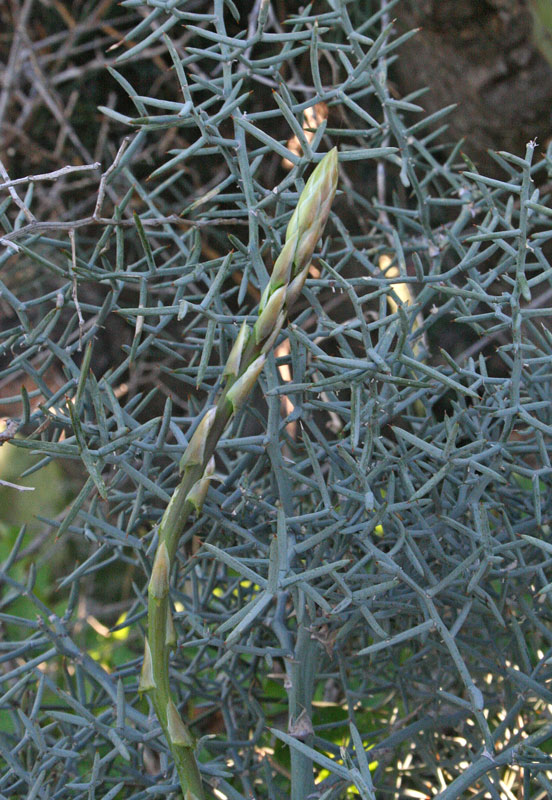 Asparagus stipularis Forssk. {F 950}