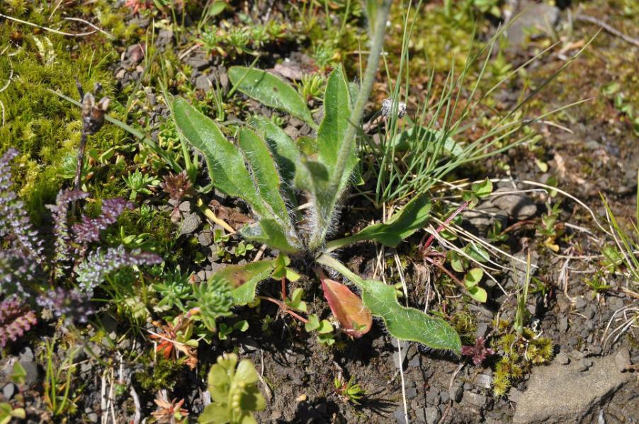 <i>Hieracium nigrescens</i> Willd.