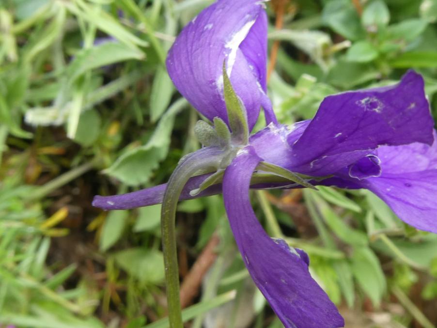 Viola aethnensis (Ging. & DC.) Strobl subsp. messanensis (W.Becker) Merxm. & Lippert (f).JPG