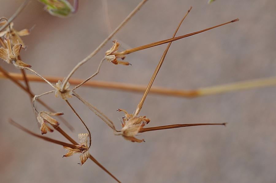 <i>Erodium chium</i> (L.) Willd.