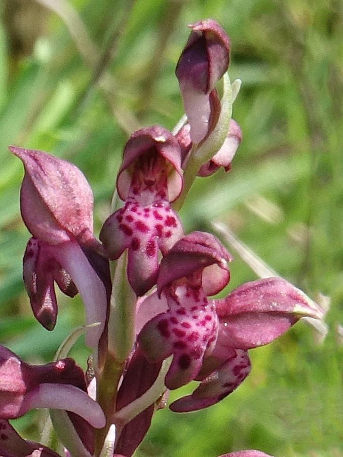bonate orchis coriophora copia.jpg