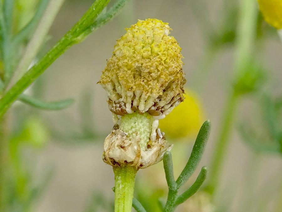 Matricaria-chamomilla-L..jpg