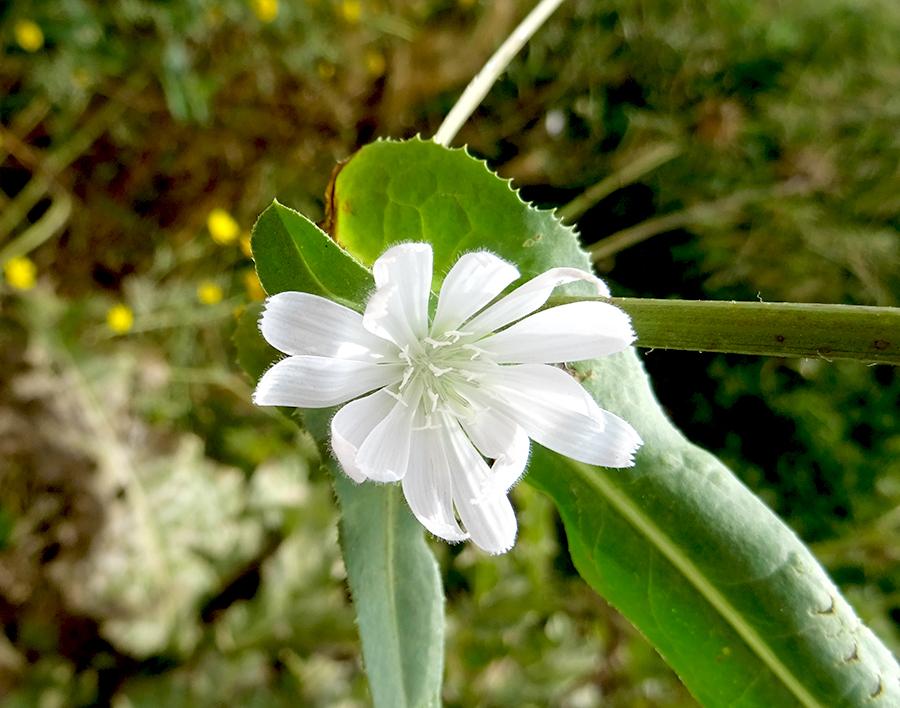 Cichorium-endivia-L.-subsp.-pumilum-(Jacq.)-Cout..jpg