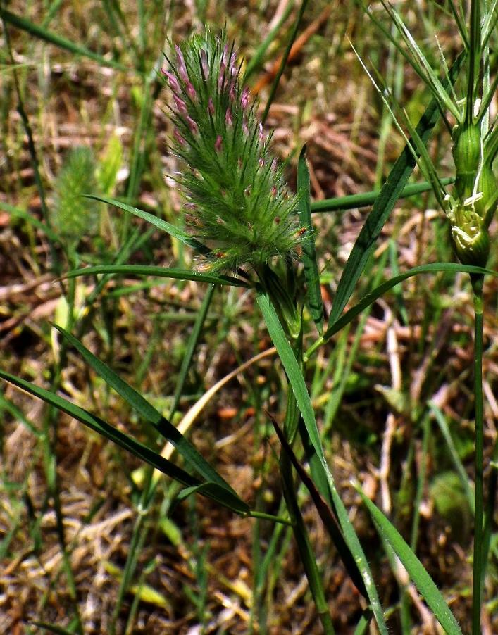 Trifolium angustifolium.JPG