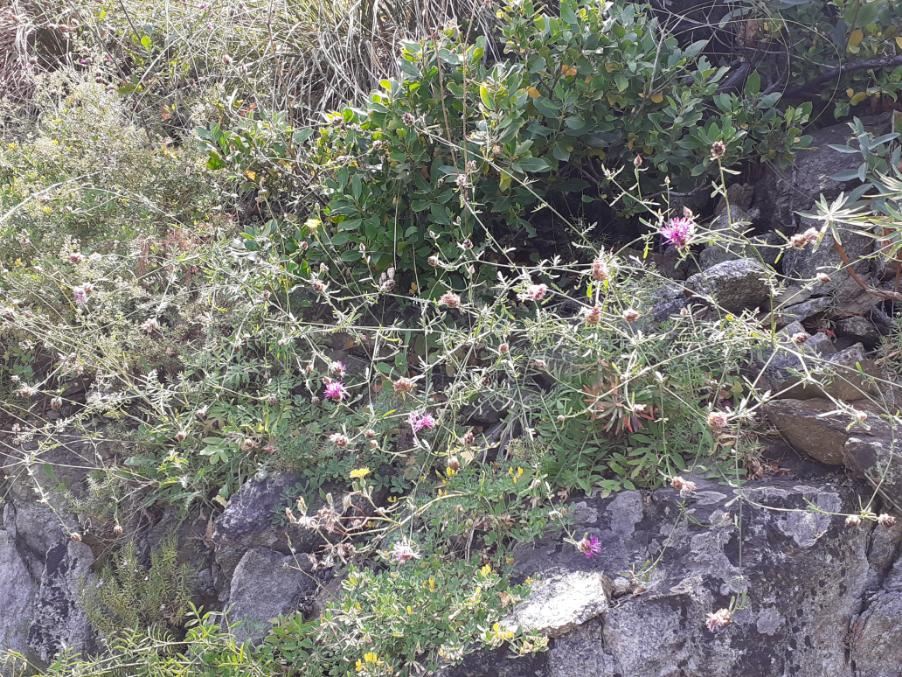 <i>Centaurea scillae</i> Brullo