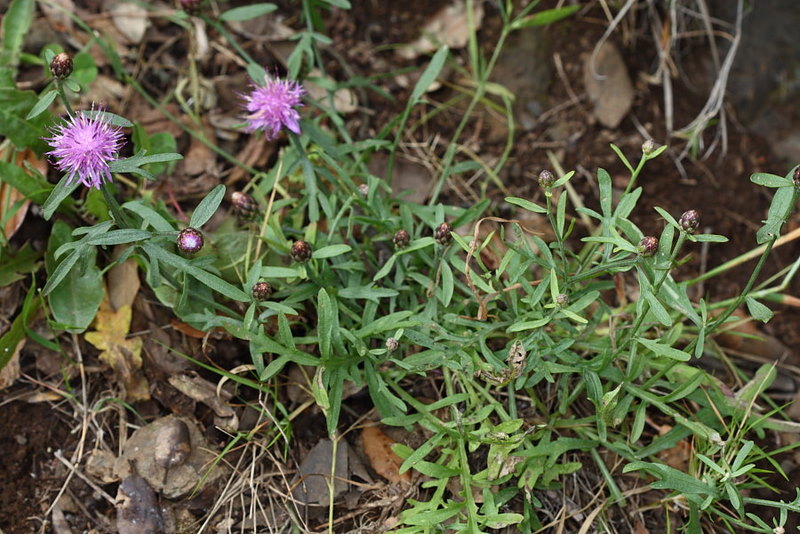 <i>Centaurea aetaliae</i> (Sommier) Bég.