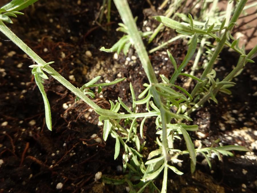 <i>Centaurea virgata</i> Lam. subsp. <i>squarrosa</i> (Boiss.) Gugler