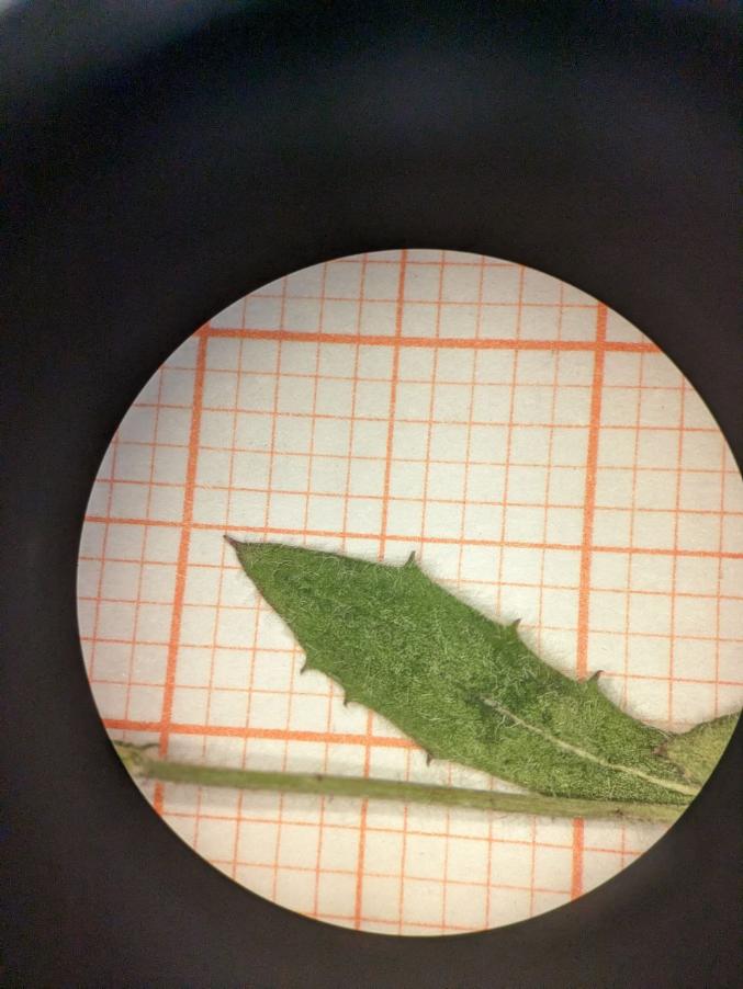 <i>Crepis foetida</i> L. subsp. <i>foetida</i>