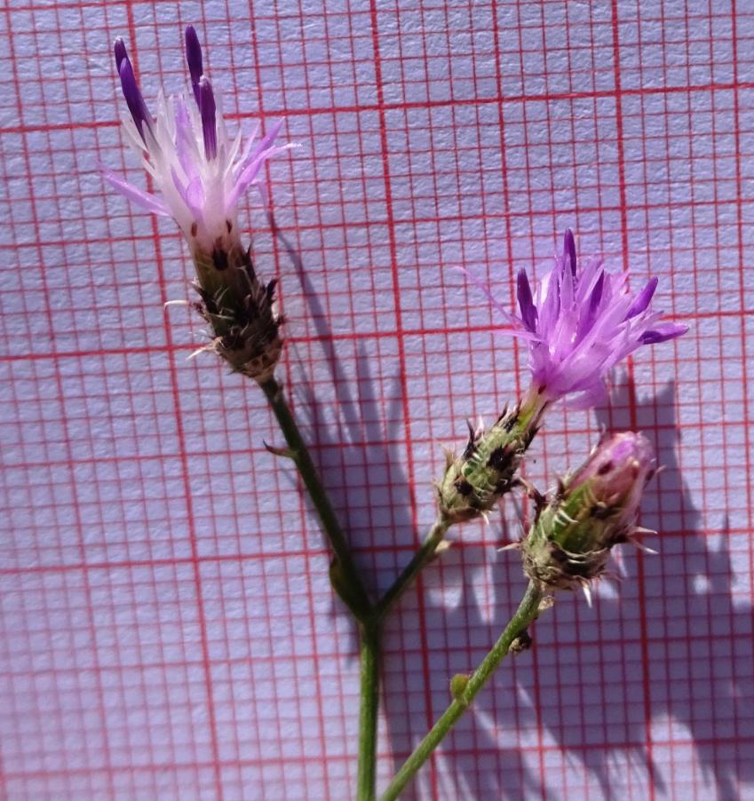 <i>Centaurea virgata</i> Lam. subsp. <i>squarrosa</i> (Boiss.) Gugler