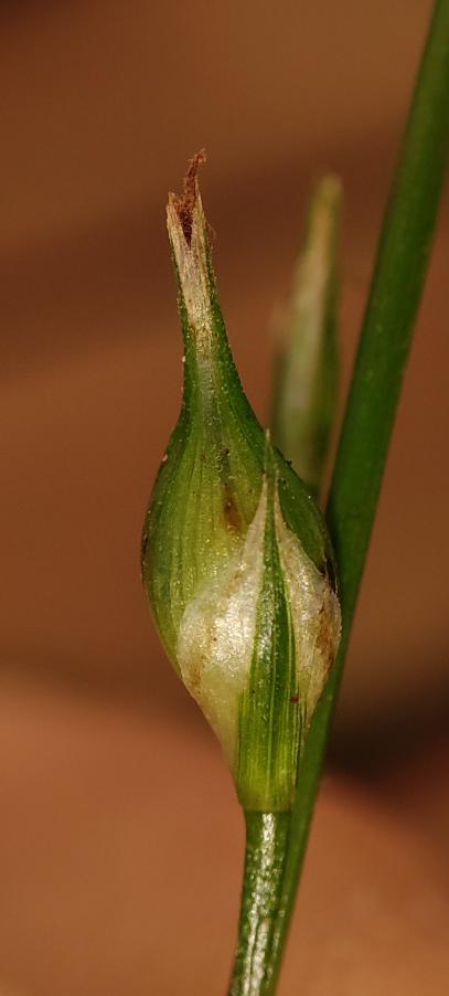 <i>Carex depauperata</i> Curtis ex With.