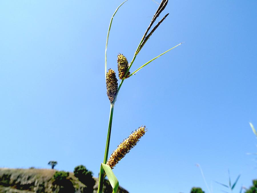 <i>Carex acutiformis</i> Ehrh.