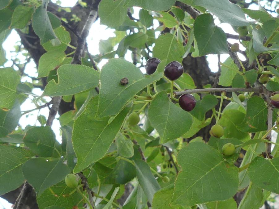 Prunus mahaleb L. subsp. mahaleb 2023-06-23 Monrupino Rocca 390m (3).JPG