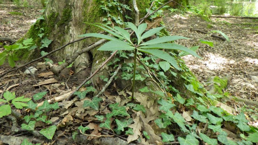 Helleborus viridis L. subsp. istriacus (Schiffn.) Cristof. & Zanotti.JPG