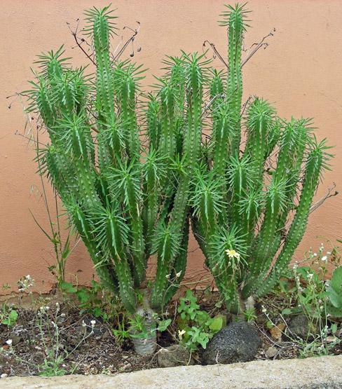 Euphorbia loricata (1).jpg