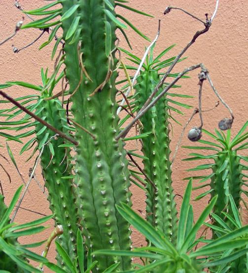Euphorbia loricata (4).jpg