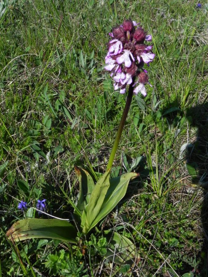Orchis purpurea - Monte Murano - sentiero 143A 7-5-2023 (89).JPG