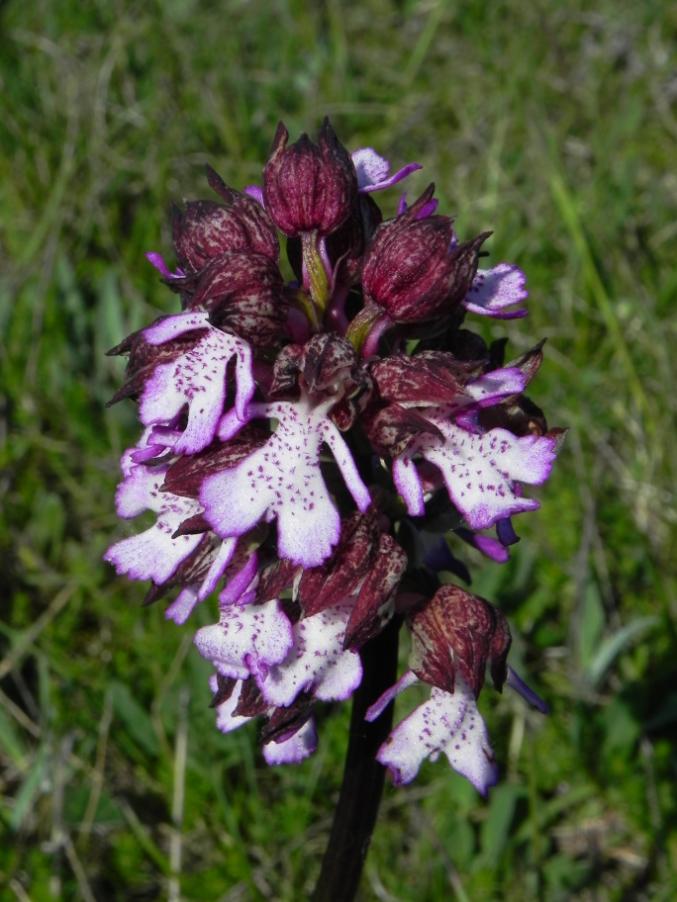 Orchis purpurea - Monte Murano - sentiero 143A 7-5-2023 (88).JPG