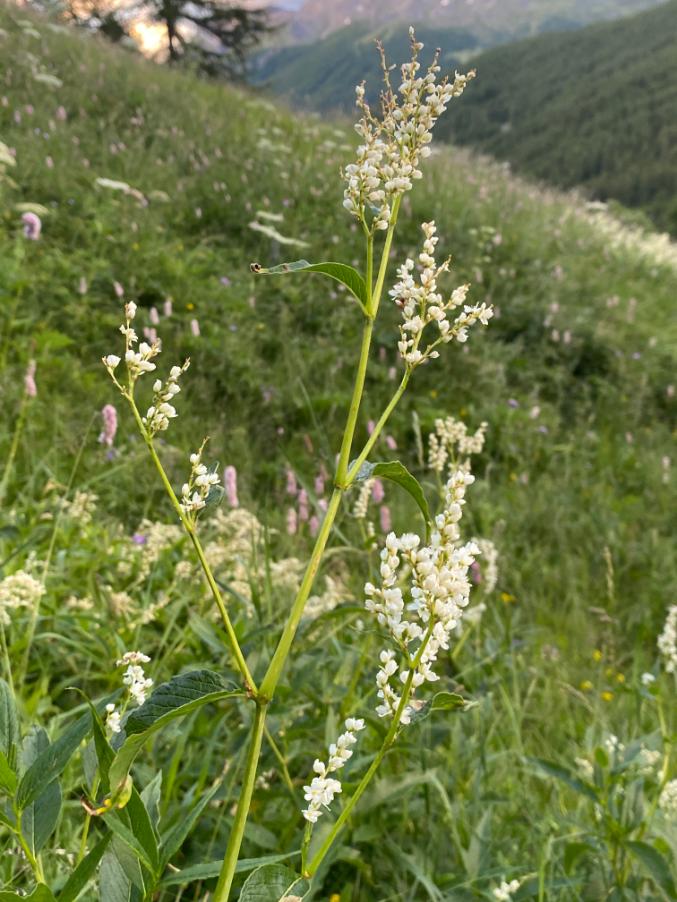 <i>Koenigia alpina</i> (All.) T.M.Schust. & Reveal