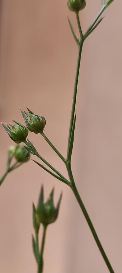 <i>Linum corymbulosum</i> Rchb.