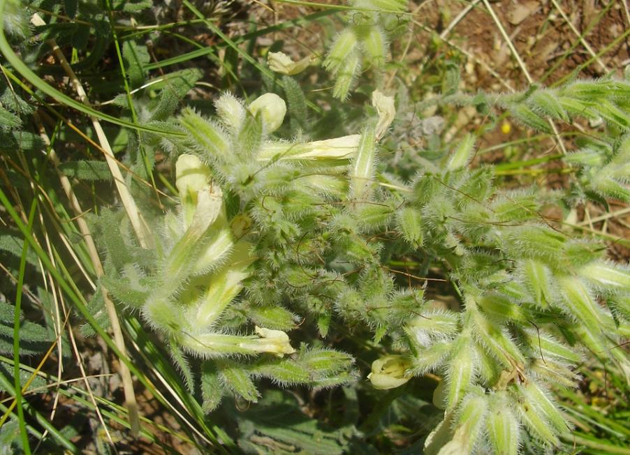 Onosma echioides (L.) L. subsp. dalmatica (Scheele) Peruzzi & N.G.Passal.-24-06-23-126 (2).jpg