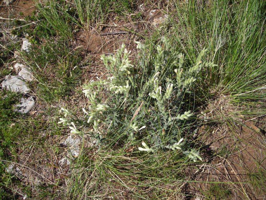 Onosma echioides (L.) L. subsp. dalmatica (Scheele) Peruzzi & N.G.Passal. 24-06-23-121.JPG