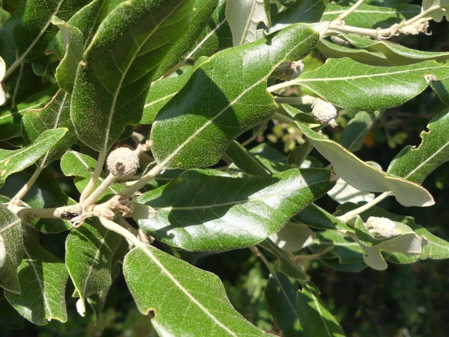 Quercus ilex L. 2023-06-23 Duino-Aurisina Sent. Weiss 140m (1).JPG