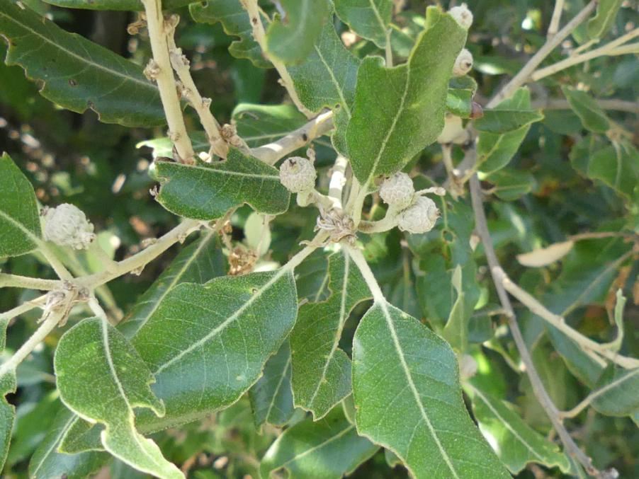 Quercus ilex L. 2023-06-23 Duino-Aurisina Sent. Weiss 140m (2).JPG