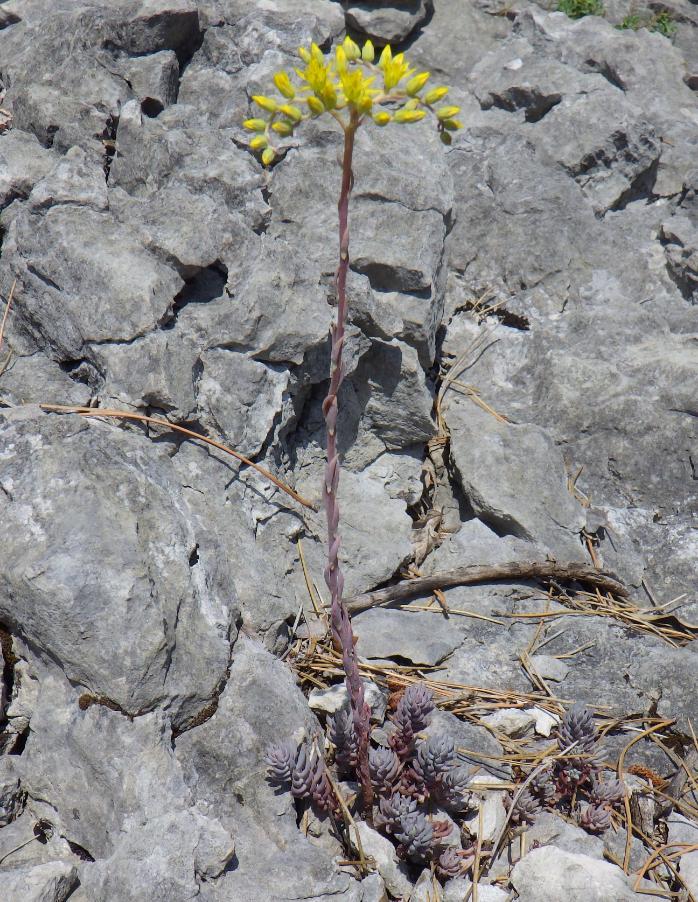 Petrosedum thartii (L.P.Hébert) Niederle.JPG