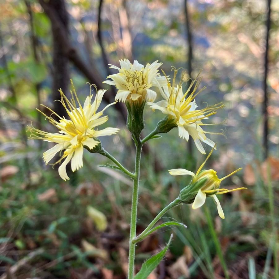 <i>Hieracium racemosum</i> Waldst. & Kit. ex Willd.