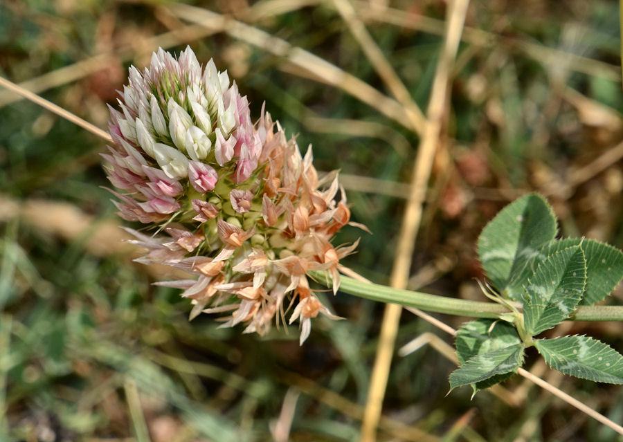 Trifolium mutabile 20230717-009.jpg