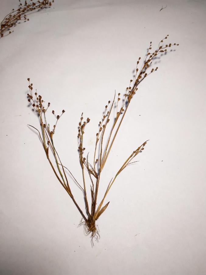 <i>Juncus tenageia</i> L.f. subsp. <i>tenageia</i>