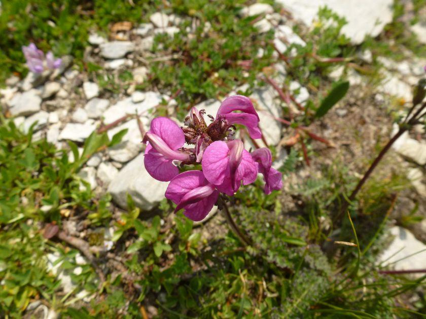 <i>Pedicularis cenisia</i> Gaudin