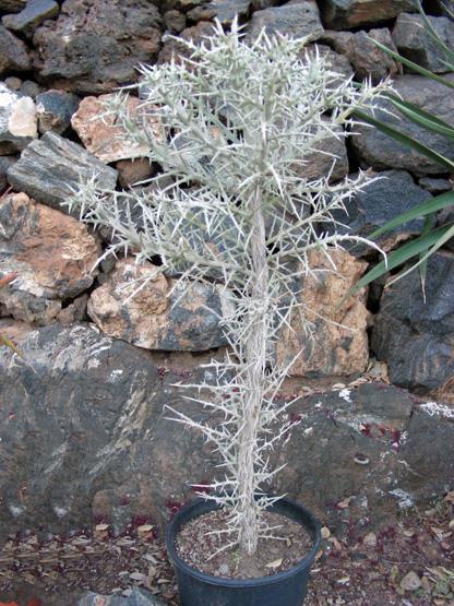 Euphorbia stenoclada (1).JPG