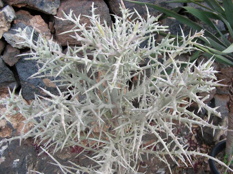 Euphorbia stenoclada (2).JPG