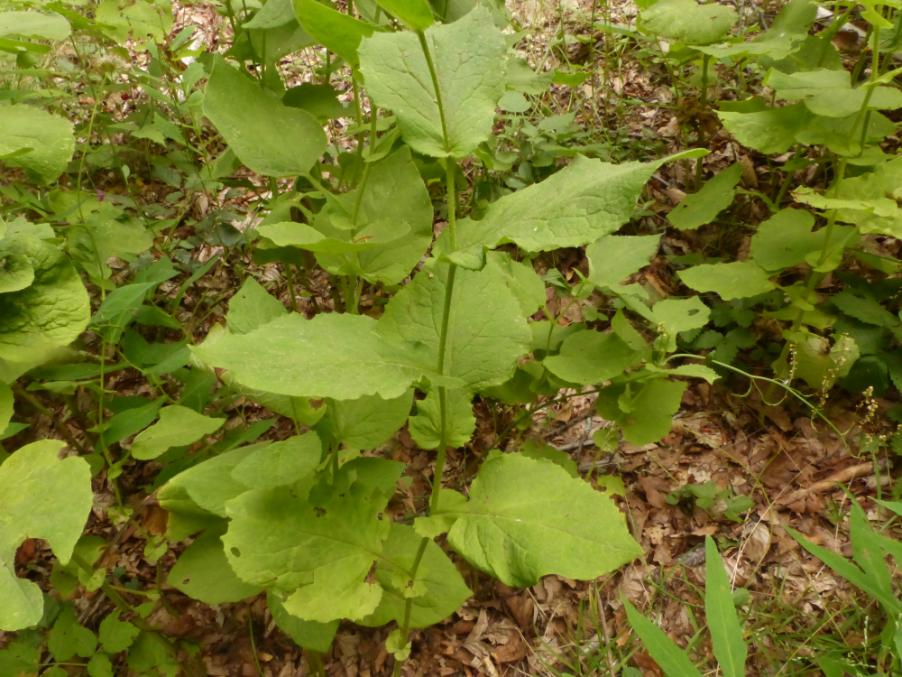 <i>Doronicum austriacum</i> Jacq. subsp. <i>austriacum</i>