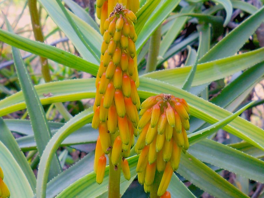 Aloe-striatula-Haw..jpg