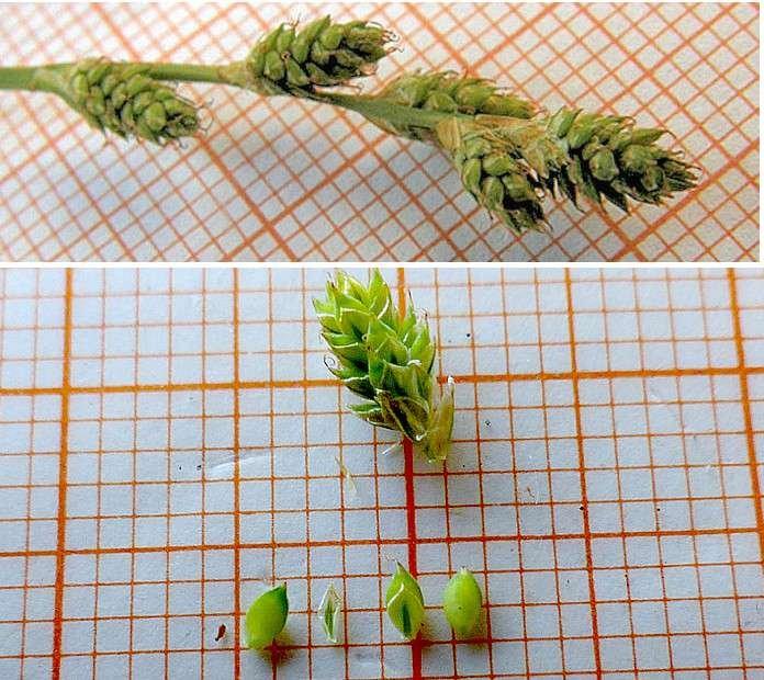 8-Carex-canescens_Giacomo-Bellones.jpg
