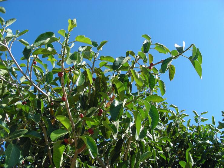 Ficus benghalensis (2).JPG