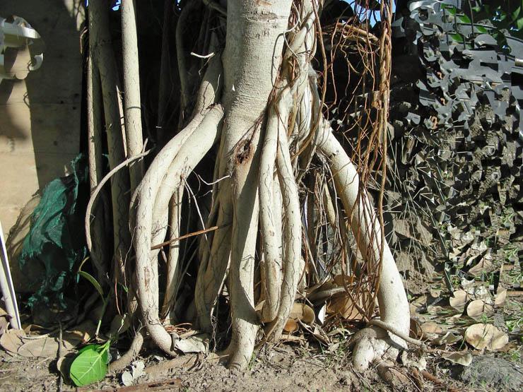 Ficus benghalensis (5).jpg