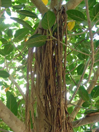 Ficus benghalensis (9).JPG