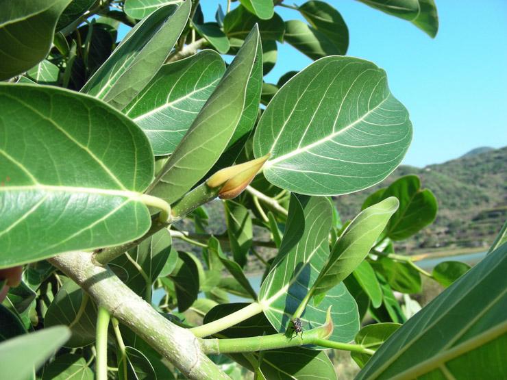 Ficus benghalensis (10).JPG
