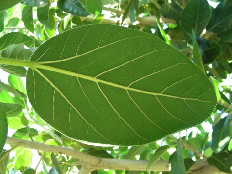 Ficus benghalensis (13).jpg